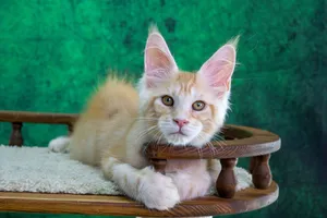 Котенок мейн-кун