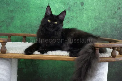 Maine Coon kitten