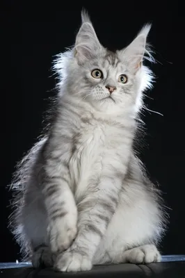 Maine Coon kitten