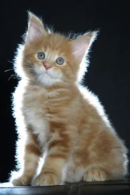 Maine Coon kitten