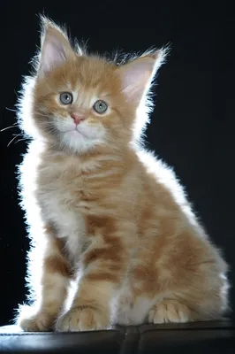 Maine Coon kitten