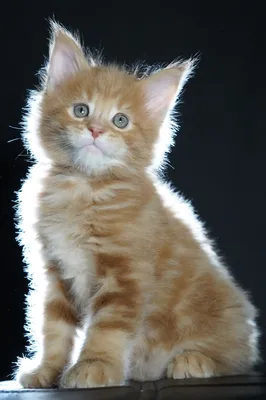 Maine Coon kitten