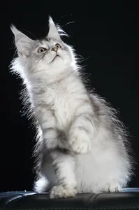 Котенок мейн-кун