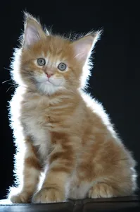 Котенок мейн-кун