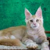 Tom - фото 7