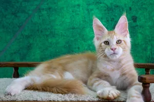 Котенок мейн-кун