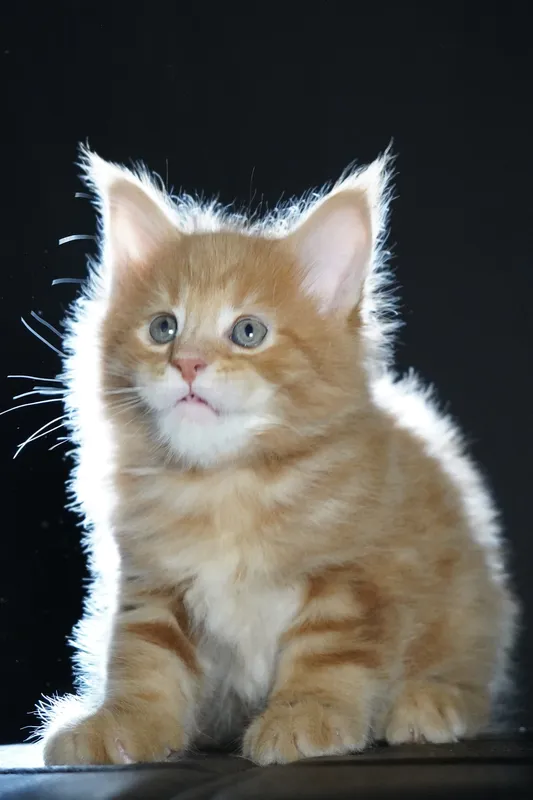 Котенок мейн-кун Красный мрамор MCO d 22 Мальчик