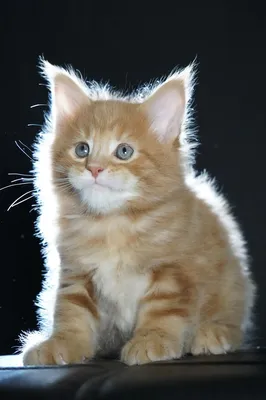 Maine Coon kitten