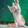 Tom - фото 5