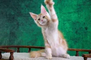 Котенок мейн-кун