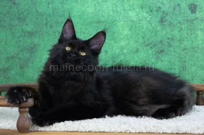 Maine Coon kitten