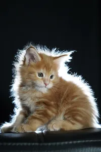 Котенок мейн-кун