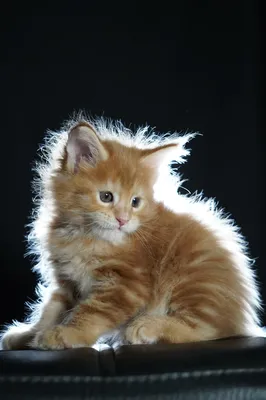 Котенок мейн-кун