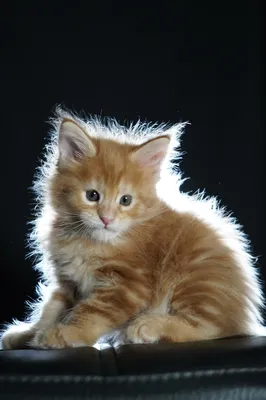 Котенок мейн-кун