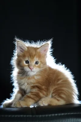 Котенок мейн-кун