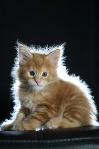 Котенок мейн-кун