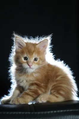 Котенок мейн-кун
