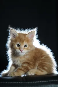 Котенок мейн-кун