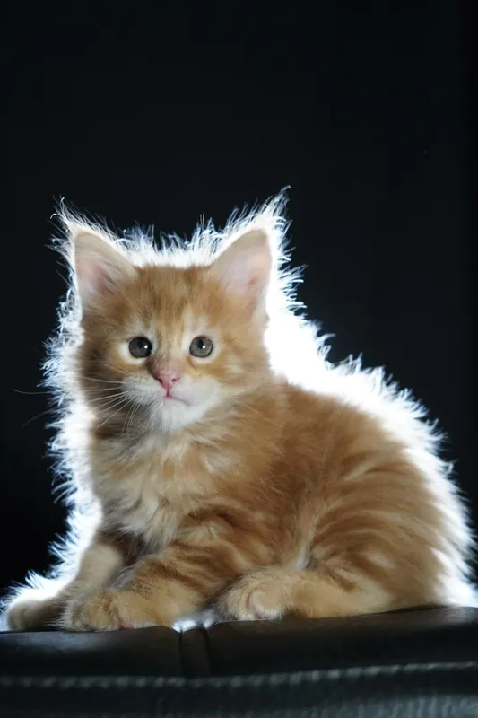 Maine Coon kitten Red Classic Tabby MCO d 22 Girl