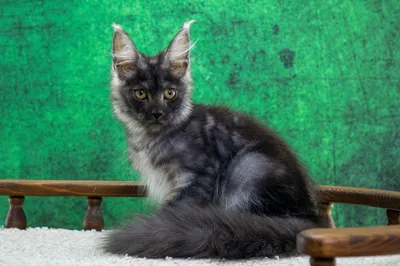Maine Coon kitten