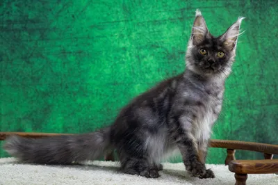 Maine Coon kitten