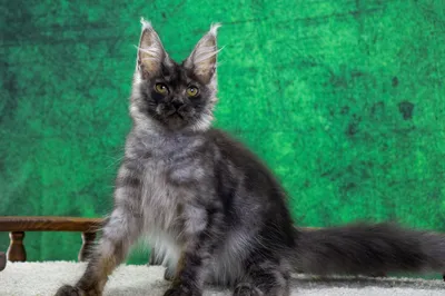 Maine Coon kitten