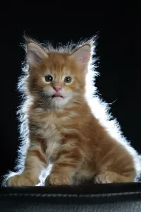 Котенок мейн-кун