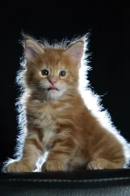 Котенок мейн-кун