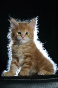 Котенок мейн-кун