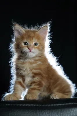 Котенок мейн-кун