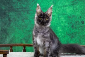 Котенок мейн-кун