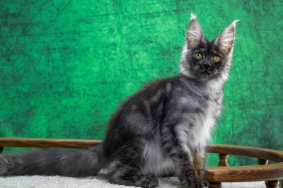Maine Coon kitten
