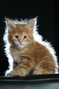 Котенок мейн-кун