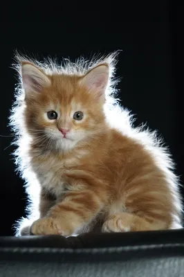 Котенок мейн-кун