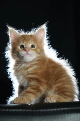 Котенок мейн-кун