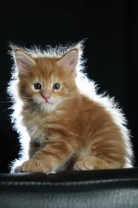 Котенок мейн-кун