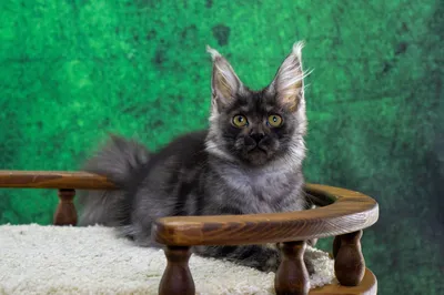 Котенок мейн-кун