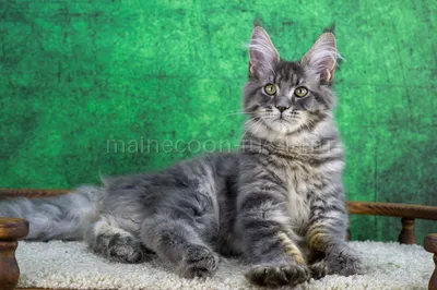 Maine Coon kitten
