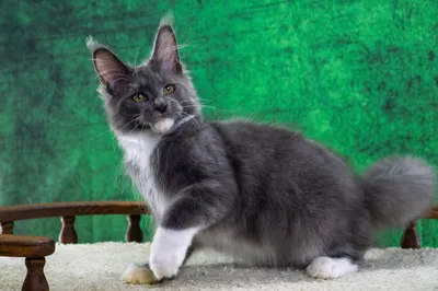 Maine Coon kitten