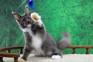 Котенок мейн-кун