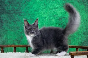 Котенок мейн-кун