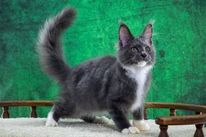 Котенок мейн-кун