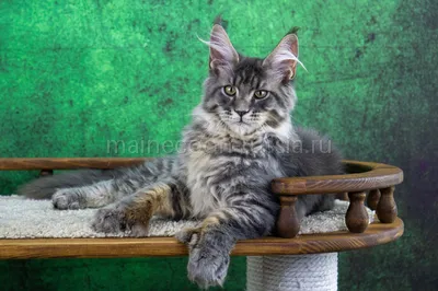 Maine Coon kitten