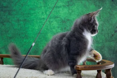 Maine Coon kitten