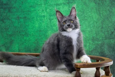 Maine Coon kitten