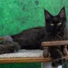 Bagira - photo 1