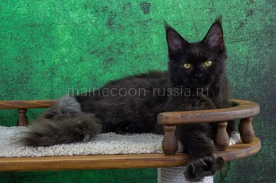 Maine Coon kitten