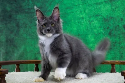 Maine Coon kitten