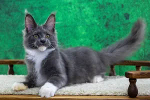 Котенок мейн-кун