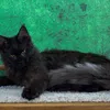 Bagira - photo 2